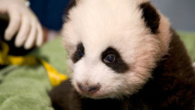 Say hello to Po, zoo Atlanta's new born baby panda