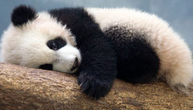 Panda Xi Lan plays at Zoo Atlanta
