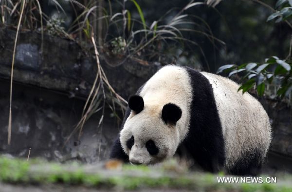 The female giant panda 'Xiannu' is seen in China Conservation and Research Center for the Giant Panda in Ya'an, southwest China's Sichuan Province, Feb. 20, 2011. A female giant panda named 'Xiannu' and a male named 'Bili' will leave China for Japan's Ueno zoo on Feb. 21, 2011, for a ten-year-long exhibition in Tokyo.