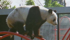 Giant panda Xiu Hua in Mexico City
