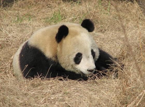 Xin Xin (female) was born on July 1, 1990 at the Chapultepec Zoo. Her name means 'hope' in Chinese. Her mother is Tohui and her father is Chia Chia. 