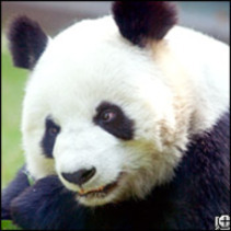 Shuan Shuan (female) was born on June 15, 1987 at the Chapultepec Zoo. Her mother is Ying Ying and her father is Pe Pe. She went on a mating trip to Ling Ling at the Ueno Zoo, Tokyo, Japan from December 3, 2003 until September 26, 2005. 