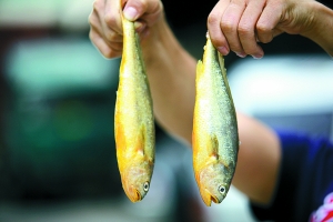 Since customers assume if the Croakers are yellow they should be fresh, some vendors dye the fish with a yellow powder after they buy them from wholesalers to boost sales.
