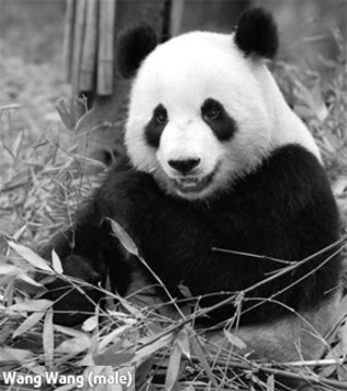 The male panda, Wang Wang, was born on Aug 31, 2005. He and Fu Ni arrrived in Adelaide Zoo in 2009 and will spend 10 years at the zoo as part of a breeding program aimed at ensuring the survival of the endangered bears. Both pandas were bred in captivity at the Wolong Nature Reserve in Wenchuan county, Sichuan. After the May 12, 2008, earthquake destroyed the panda enclosures in Wolong, they were sent to its Bifengxia base. [adelaidenow.com.au]