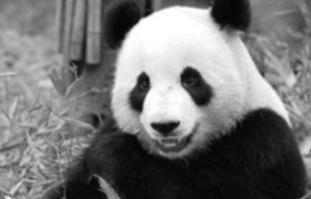 Wang Wang, Adelaide's perfect panda