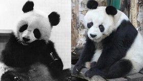 30 Years of Pandas Bao Bao in Berlin