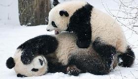Panda mom Yang Yang has fun in the snow in Vienna
