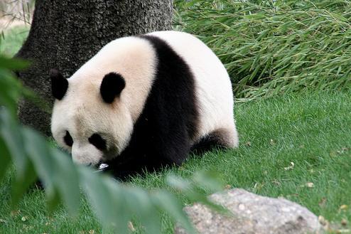 Photo shows female Hua Zui Ba plays at Zoo Madrid in 2009. She and Bing Xing arrived in Madrid for a 10-year stay through an agreement with China in 2007. 