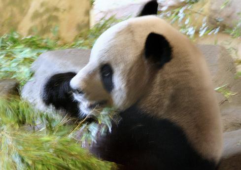 Photo shows male Bing Xing eats bamboos at Zoo Madrid in 2009. Bing Xing and female Hua Zui Baarrived in Madrid for a 10-year stay through an agreement with China in 2007. 