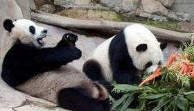 Panda family have fun in Thailand