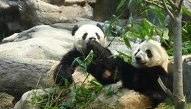 Panda Jia Jia and An An enjoy life in HK