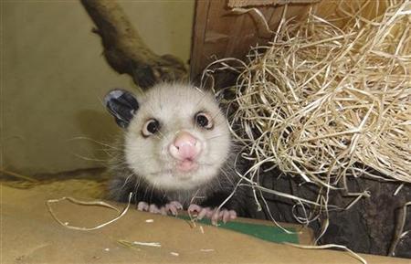 German cross-eyed opossum to land in Oscar gift bags