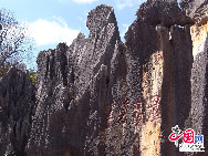 Kunming, the capital of stunning Yunnan Province, is famous for its excellent scenery. Shilin, or literally 'Stone Forest', is the most famous. As 'One of the World's Natural Wonders', Stone Fores features natural karst stone formations that resemble a forest; some are elegant, some are rugged and each has distinguishing characteristics that make each seem lifelike. [Photo by Yu Jiaqi]