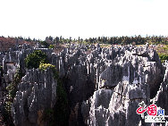 Kunming, the capital of stunning Yunnan Province, is famous for its excellent scenery. Shilin, or literally 'Stone Forest', is the most famous. As 'One of the World's Natural Wonders', Stone Fores features natural karst stone formations that resemble a forest; some are elegant, some are rugged and each has distinguishing characteristics that make each seem lifelike. [Photo by Yu Jiaqi]