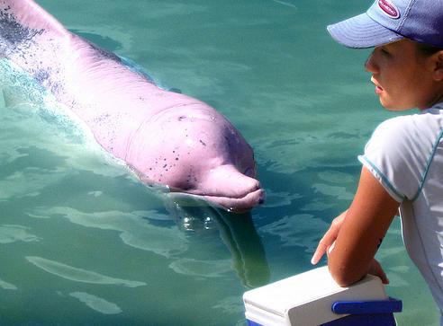 Pink dolphins in Amazon. [File photo] 