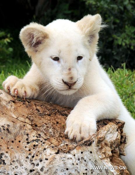 An African white lion cub is seen at a wildlife reserve near Livingston, Zambia, Feb. 22, 2011. Two African white lion cubs were imported from South Africa on Feb. 21, and then were shown to visitors at the wildlife conservancy in Zambia. [Xinhua] 