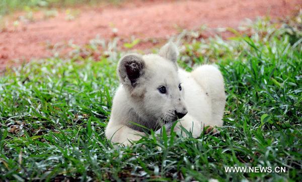 An African white lion cub is seen at a wildlife reserve near Livingston, Zambia, Feb. 22, 2011. Two African white lion cubs were imported from South Africa on Feb. 21, and then were shown to visitors at the wildlife conservancy in Zambia.