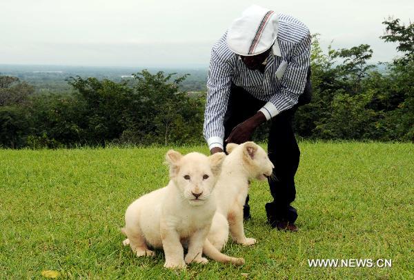 Two African white lion cubs are seen at a wildlife reserve near Livingston, Zambia, Feb. 22, 2011. Two African white lion cubs were imported from South Africa on Feb. 21, and then were shown to visitors at the wildlife conservancy in Zambia