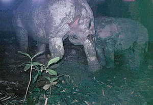A Javan rhino mother and calf caught on camera [WWF] 
