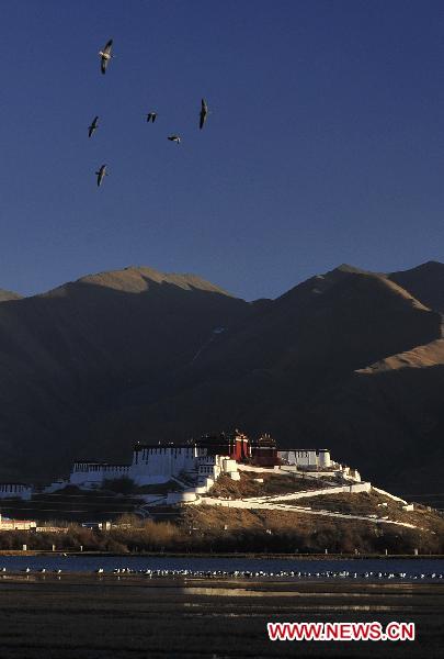 A bird flies over the Lhalu wetland in Lhasa, capital of southwest China&apos;s Tibet Autonomous Region, Feb. 28, 2011.