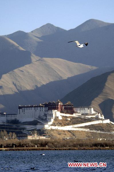 A bird flies over the Lhalu wetland in Lhasa, capital of southwest China&apos;s Tibet Autonomous Region, Feb. 28, 2011.