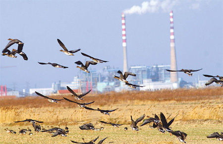 Wintering bean geese gather on a reed field near Yancheng National Nature Reserve in Jiangsu province. [China Daily]