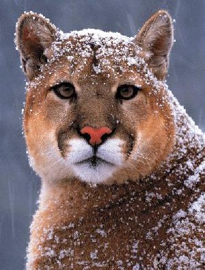 Are Cougars Extinct
