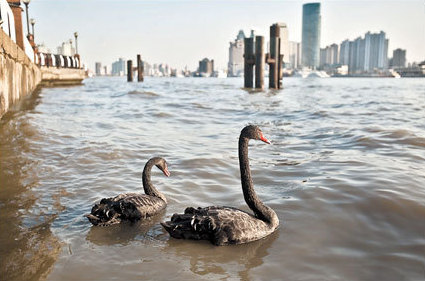 The pair of black swans swim on the Huangpu River near the Bund yesterday. [Shanghai Daily]