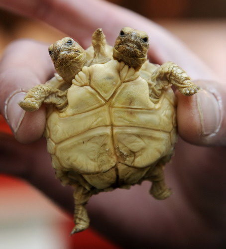 An African spurred tortoise (Geochelone sulcata) with two heads and five legs is displayed in Zilina March 7, 2011. The two-headed tortoise, which has been given the two names Magda (left head) and Lenka, is seven weeks old and was born in Slovakia. [agencies] 