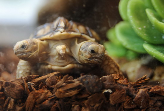 An African spurred tortoise (Geochelone sulcata) with two heads and five legs is displayed in Zilina March 7, 2011. The two-headed tortoise, which has been given the two names Magda (left head) and Lenka, is seven weeks old and was born in Slovakia.