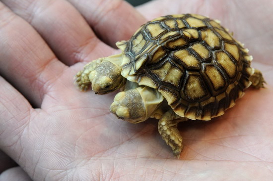 An African spurred tortoise (Geochelone sulcata) with two heads and five legs is displayed in Zilina March 7, 2011. The two-headed tortoise, which has been given the two names Magda (left head) and Lenka, is seven weeks old and was born in Slovakia.