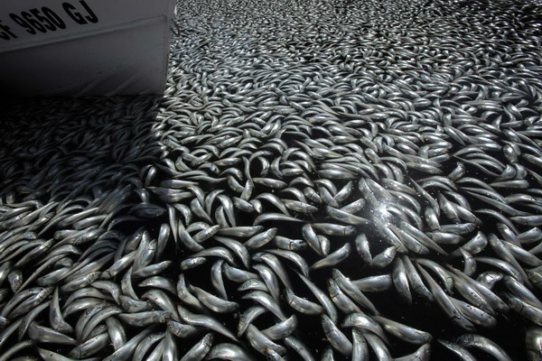Fish wash up dead in Redondo Beach, Los Angeles