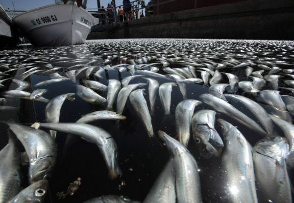 Fish wash up dead in Redondo Beach, Los Angeles