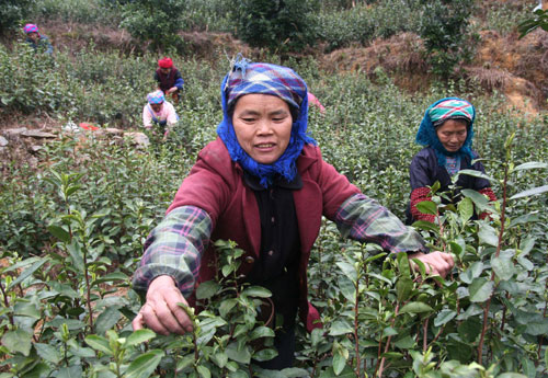 Women pick tealeaves at the Rongshui Miao autonomous county in the Guangxi Zhuang autonomous region on Friday.