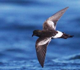 This tiny black and white seabird is believed to be new to science. Photo credit Peter Harrison. [wildlifeextra.com] 