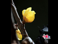 As the winter turns into spring, nature awakes and brings people a period hailed with uncommon delight. Some flowers peep out in February and March. Photo shows the wintersweet trees are in full bloom in the Summer Palace in Beijing, capital of China. With the rise of temperature, spring is drawing near in Beijing. [China.org.cn]
