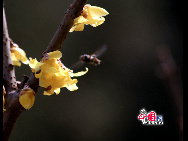 As the winter turns into spring, nature awakes and brings people a period hailed with uncommon delight. Some flowers peep out in February and March. Photo shows the wintersweet trees are in full bloom in the Summer Palace in Beijing, capital of China. With the rise of temperature, spring is drawing near in Beijing. [China.org.cn]
