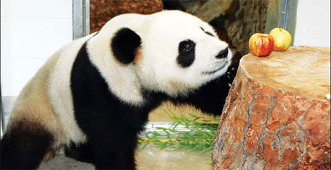 Giant pandas Wang Wang makes himself at home after arriving in Adelaide, Australia, from China in 2009. The pandas were sent after the Wenchuan earthquake on May 12, 2008. Pandas can help people relate to the common global issue of environmental protection, which is significant for Chengdu's marketing campaign, said Huang Lin, publicity official of Chengdu's municipal government.