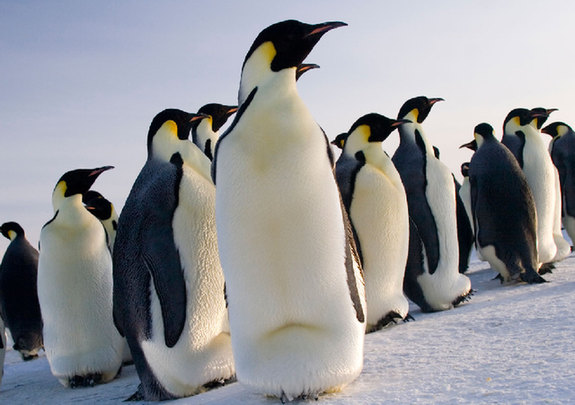  Emperor penguins [File photo]