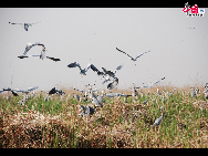 Located in Pingluo County of Ningxia Hui Autonomous Region, Sand Lake is an ideal place for bird watching. The scenic spot homes various kinds of birds including white crane and swan and has become a transfer station of birds of passage from Siberia. [Courtesy of Sand Lake Scenic Spot]  