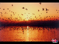 Located in Pingluo County of Ningxia Hui Autonomous Region, Sand Lake is an ideal place for bird watching. The scenic spot homes various kinds of birds including white crane and swan and has become a transfer station of birds of passage from Siberia. [Courtesy of Sand Lake Scenic Spot]  