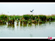 Located in Pingluo County of Ningxia Hui Autonomous Region, Sand Lake is an ideal place for bird watching. The scenic spot homes various kinds of birds including white crane and swan and has become a transfer station of birds of passage from Siberia. [Courtesy of Sand Lake Scenic Spot]  