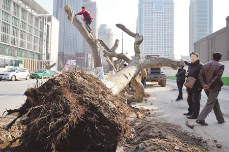 Workers remove plane trees from Taiping North Road in Nanjing, Jiangsu province, to make way for the construction of the city's new metro Line 3. [China Daily] 