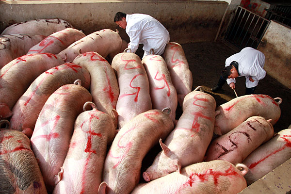 Insectors from animal husbandry authorities in Taizhou city,Zhejiang province, collect urine samples from pigs that are destined for slaughter at a meat processing center on Wednesday.