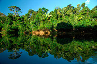 Forest growing by the Sucunduri River. Juruena National Park, Brazil. June-July 2006. [WWF] 