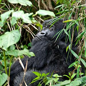 Mountain gorilla in the DRC's Virunga National Park [Environment News Service] 