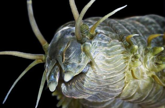 Give us a kiss: A Ragworm showing its mouthparts. They are marine annelid worms that burrow in wet sand and mud using parapodia (limb-like outgrowths) 