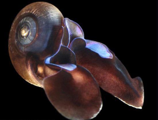 Sea butterfly: A swimming predatory marine sea snail. They have two wing-like outgrowths (lower right) derived from their foot, which they continually flap to swim through the water