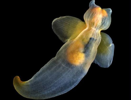Sea angel: A small swimming sea slug makes it way through the -2C waters