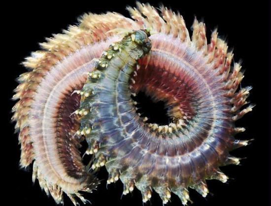 Sandworms: These marine worms move through the water suing their bristles